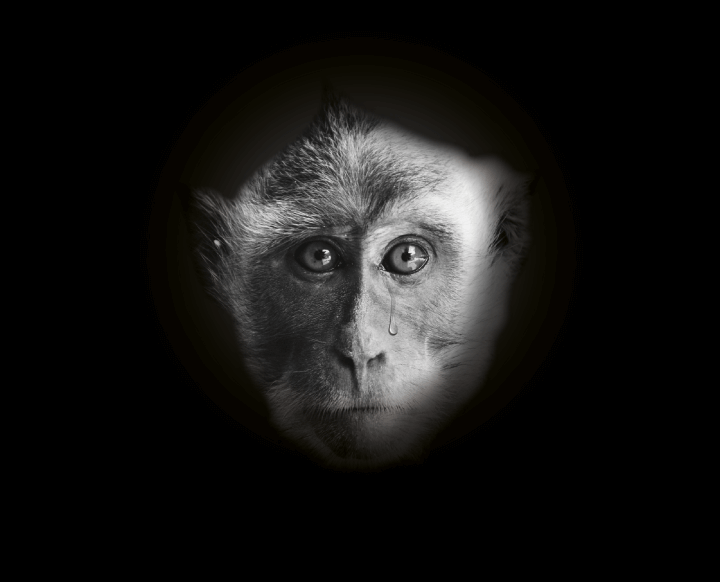 3677-SOS-maltraitance-animale-Macaque