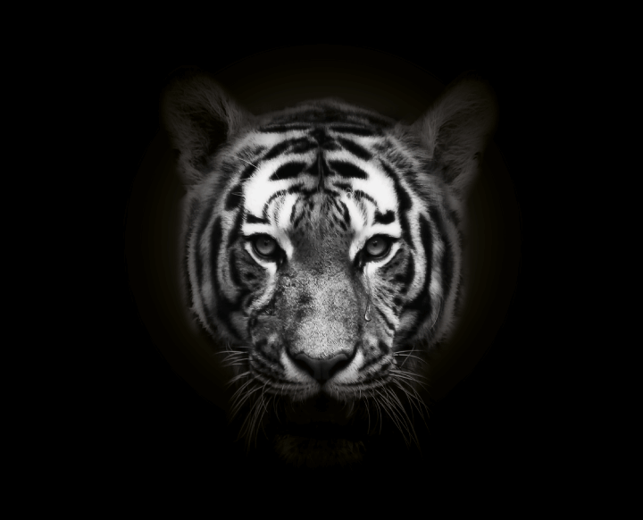 3677-SOS-maltraitance-animale-Tigre