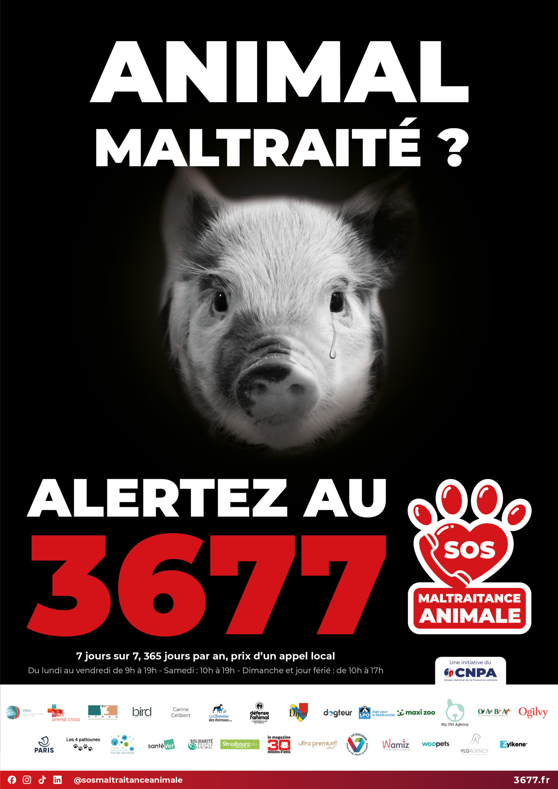 3677-SOS-maltraitance-animale-affiche-Cochon