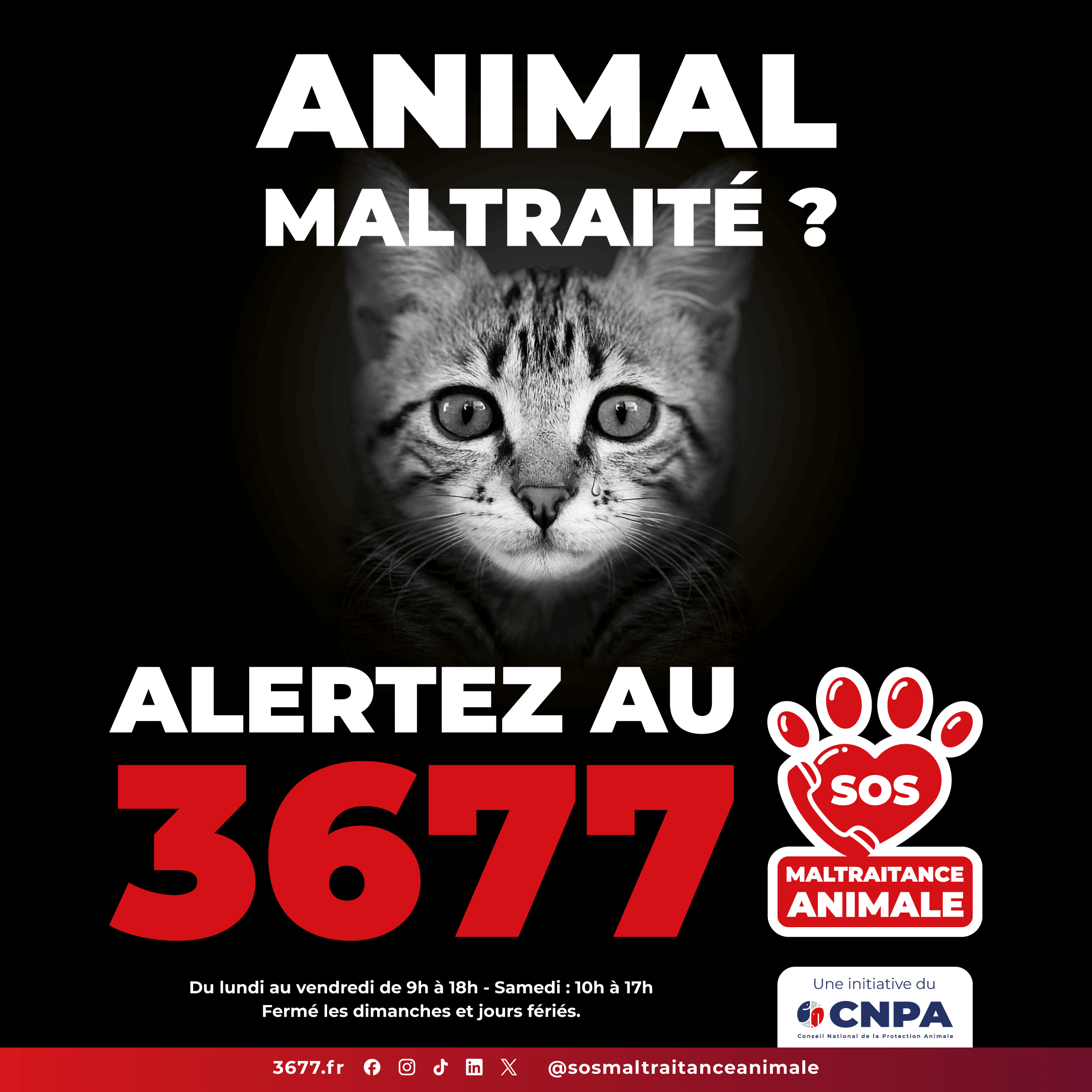 3677-SOS-Maltraitance-Animale-Post-carre-chat