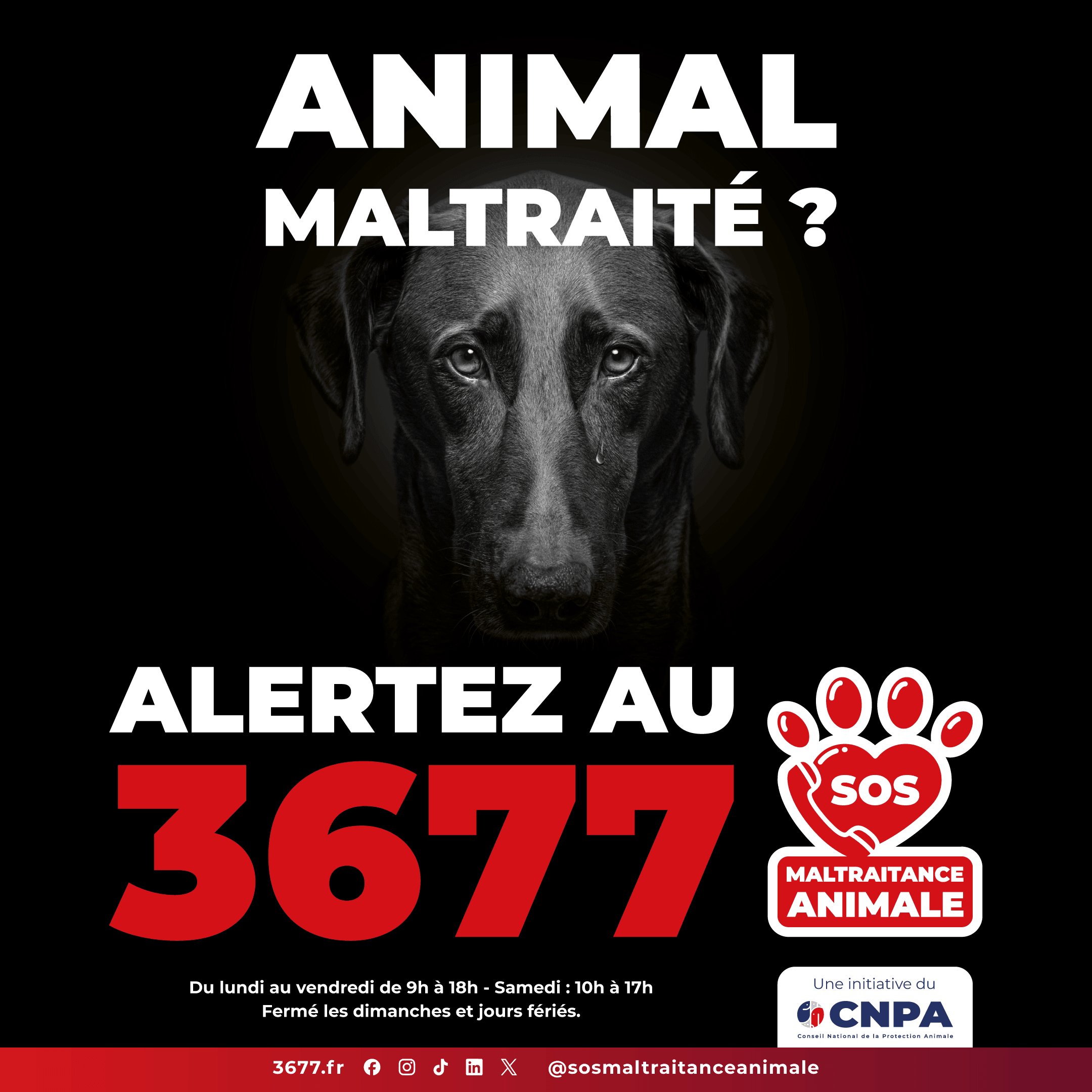 3677-SOS-Maltraitance-Animale-Post-carre-chien