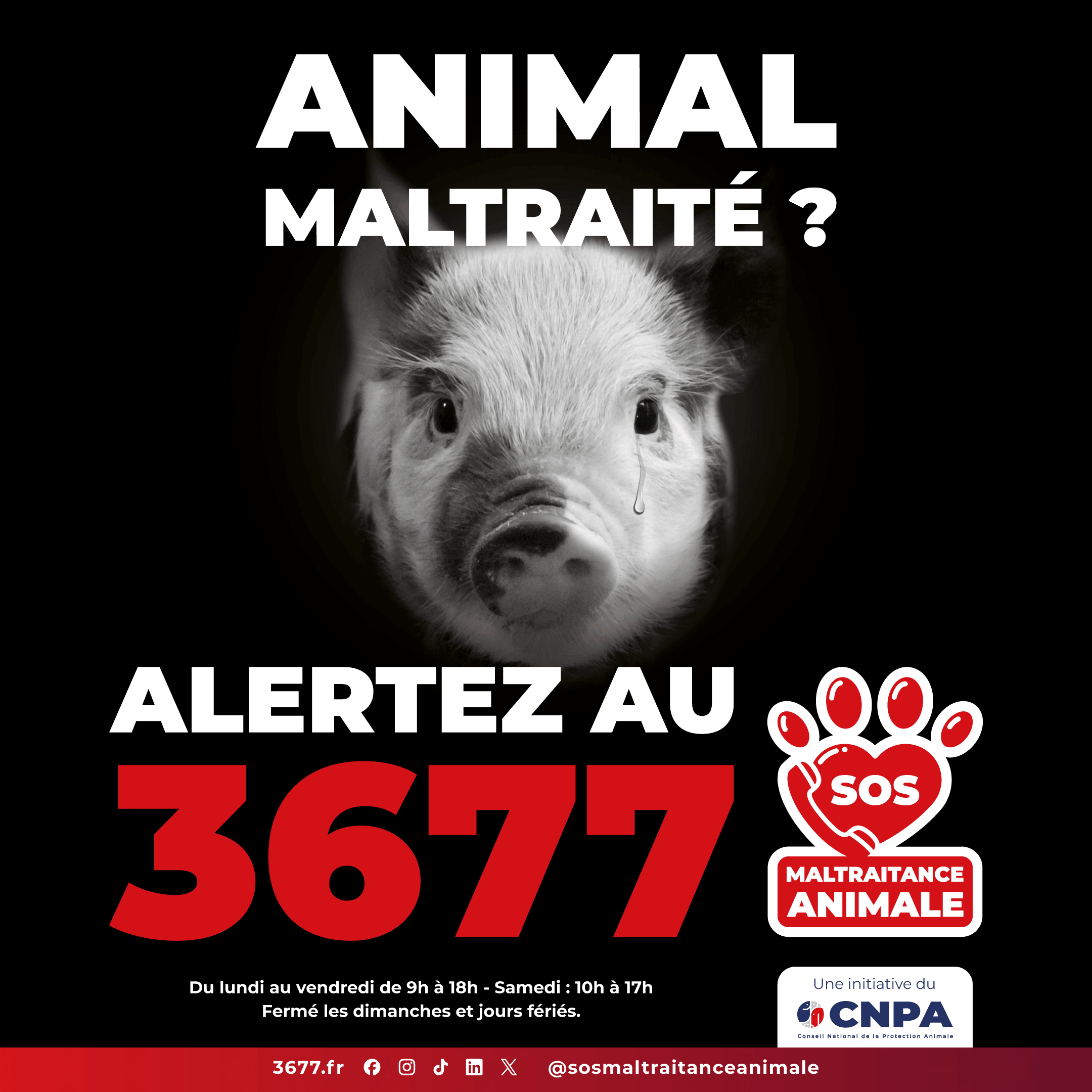 3677-SOS-Maltraitance-Animale-Post-carre-cochon