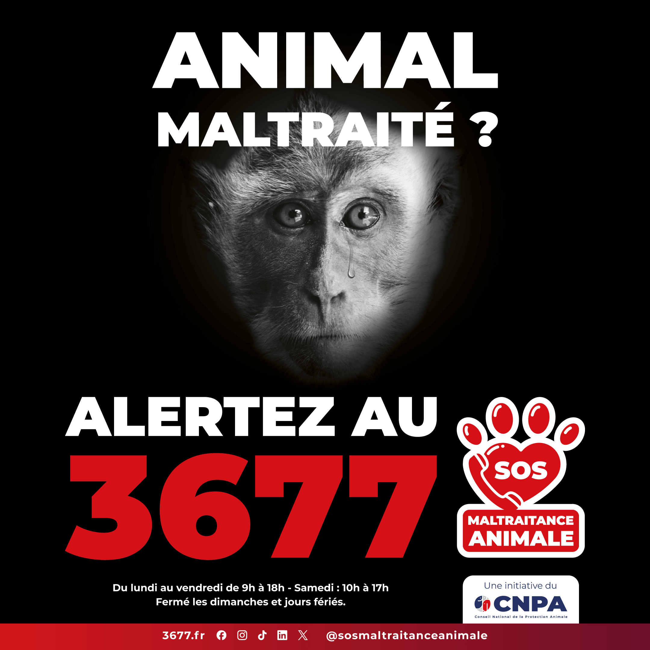 3677-SOS-Maltraitance-Animale-Post-carre-macaque