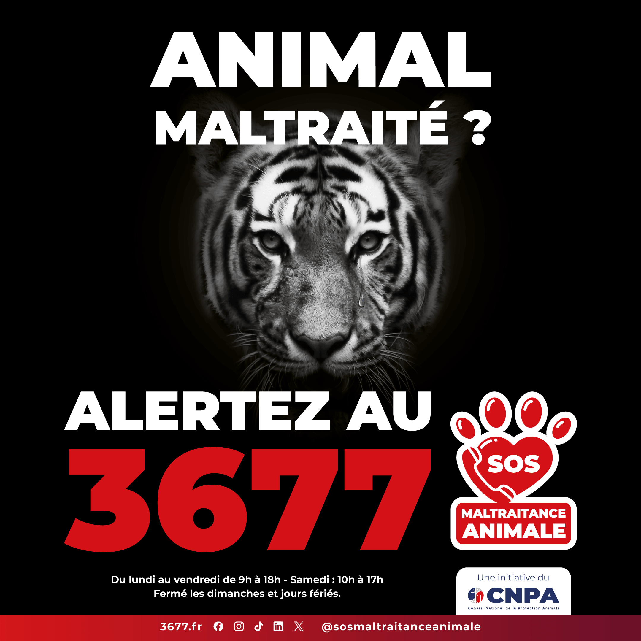 3677-SOS-Maltraitance-Animale-Post-carre-tigre