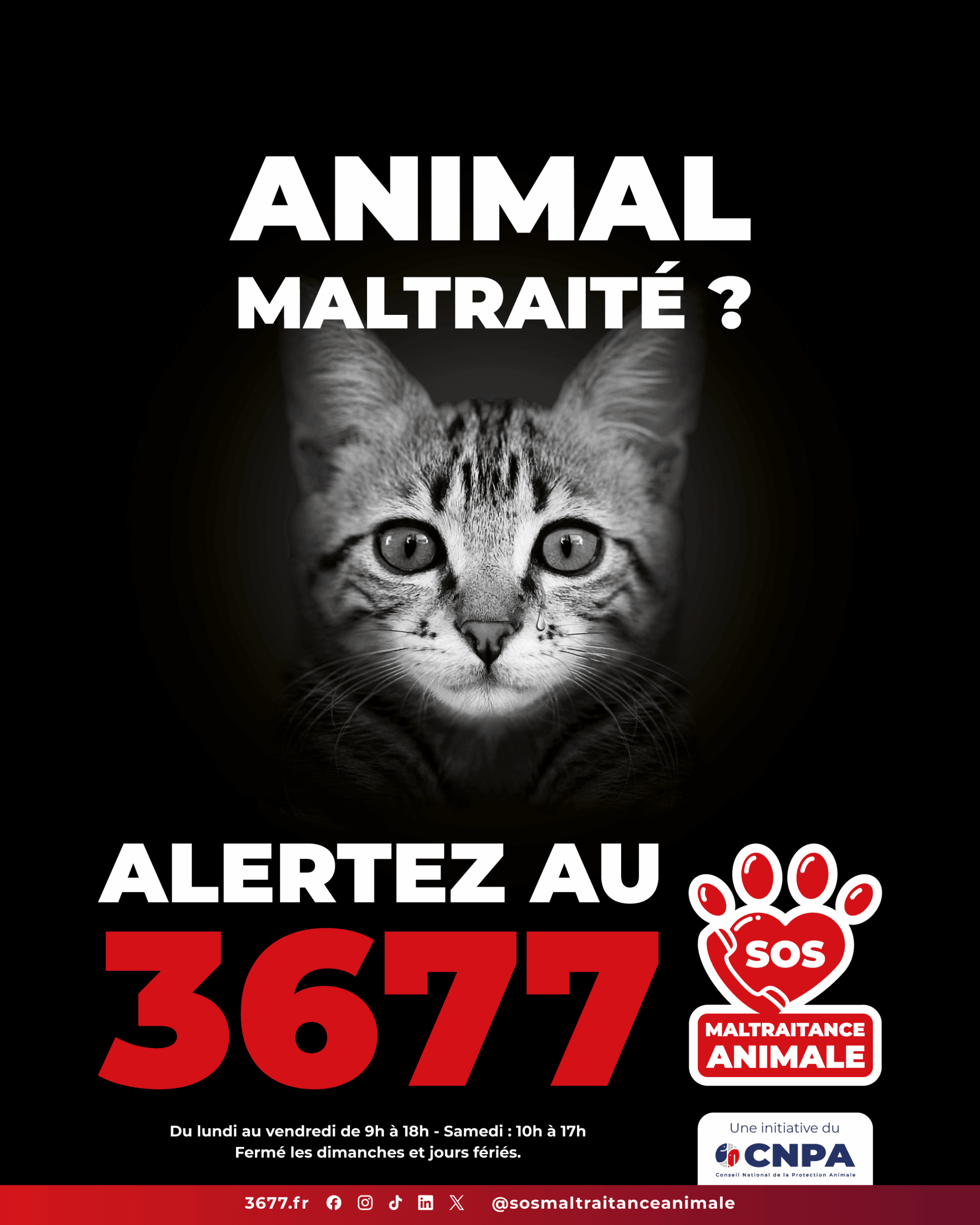 3677-SOS-Maltraitance-Animale-Post-portrait-chat