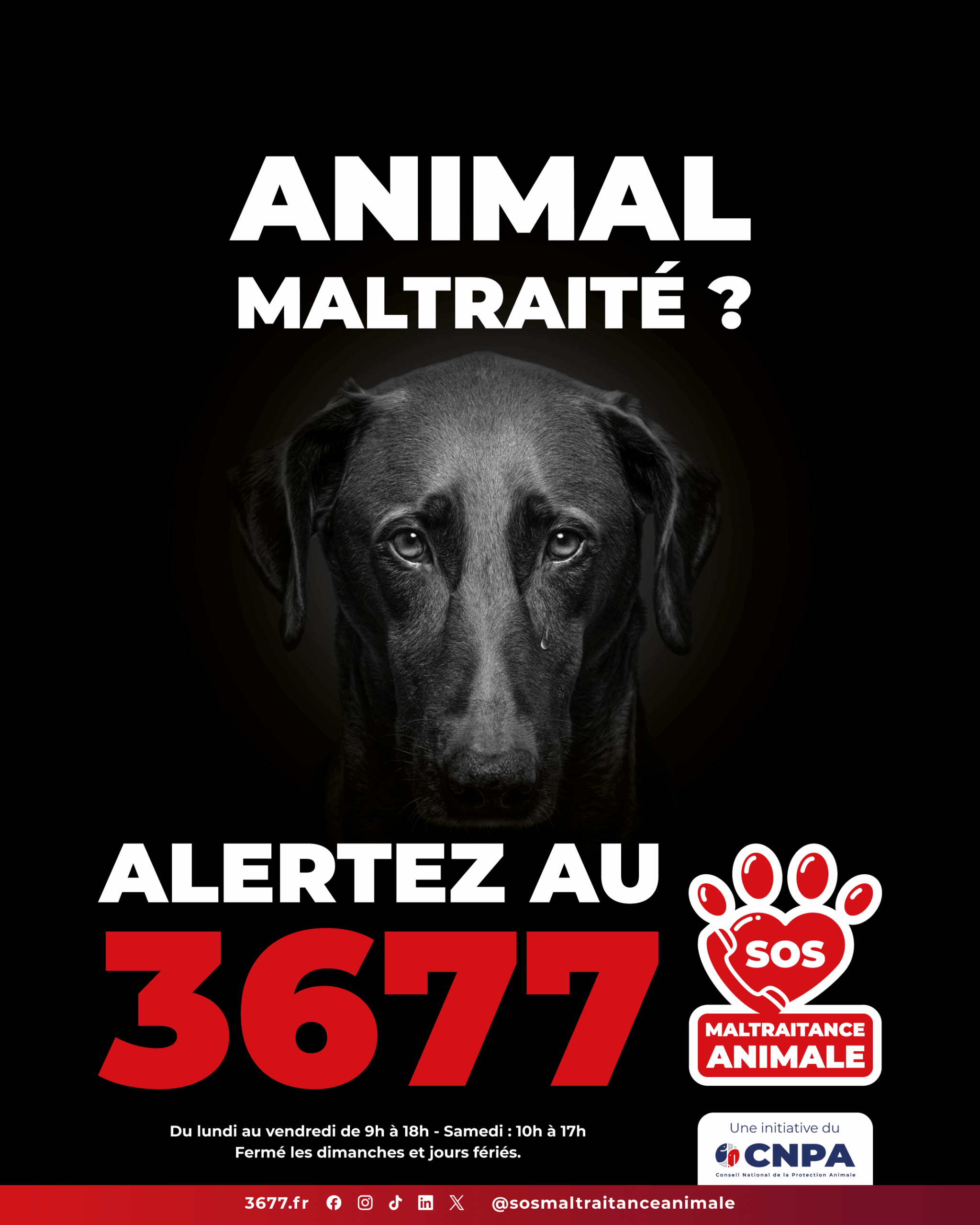 3677-SOS-Maltraitance-Animale-Post-portrait-chien