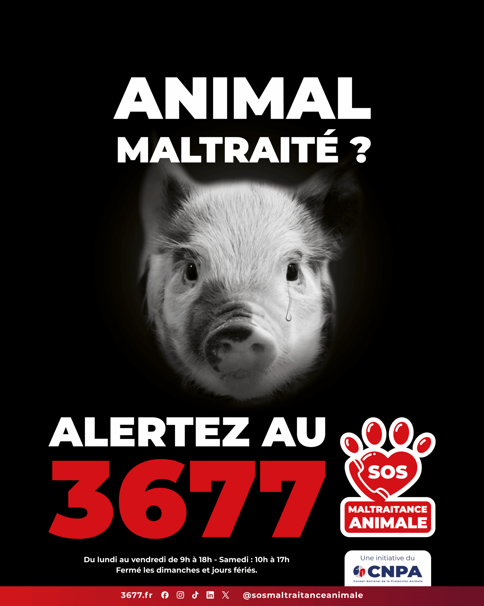 3677-SOS-Maltraitance-Animale-Post-portrait-cochon