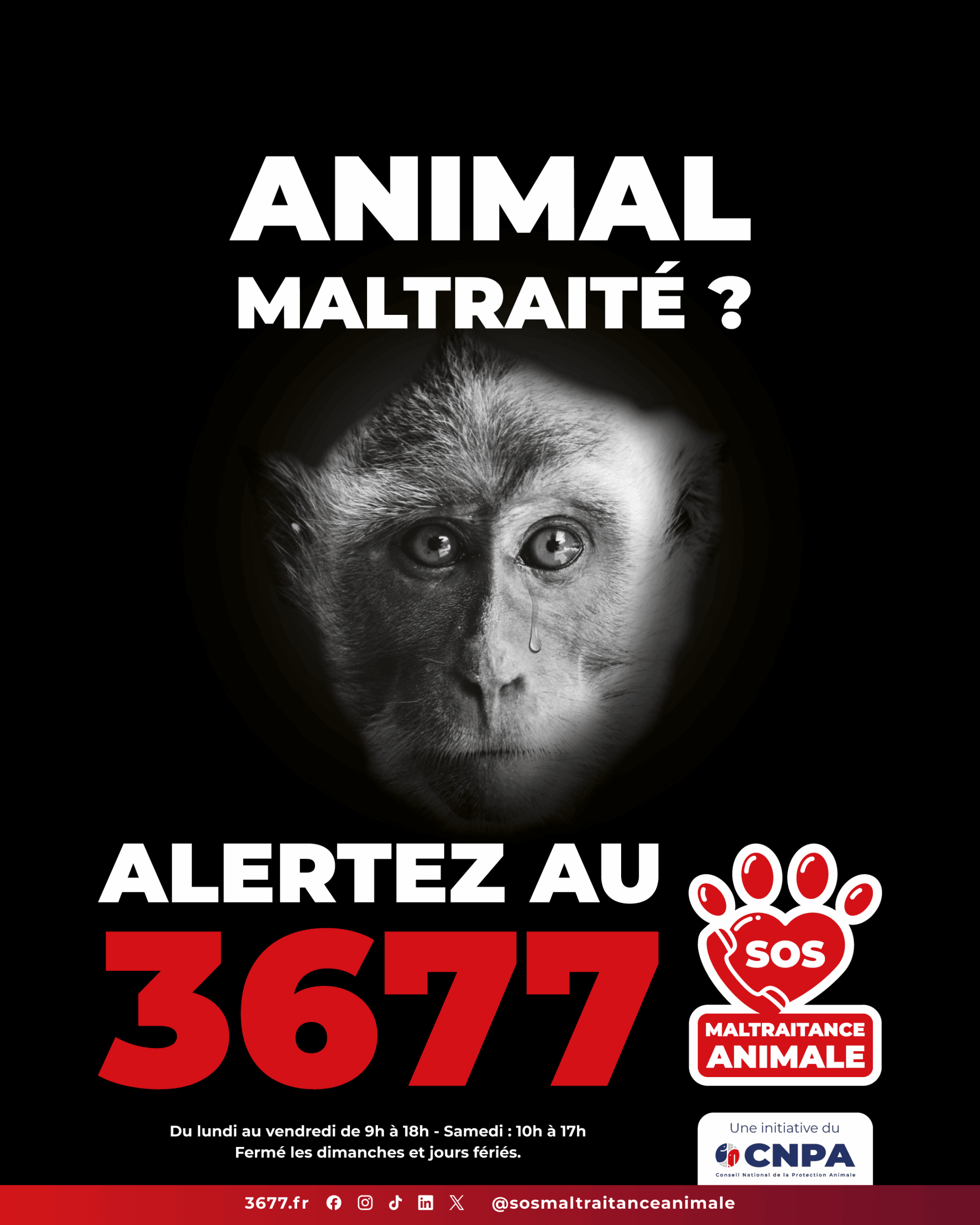 3677-SOS-Maltraitance-Animale-Post-portrait-macaque