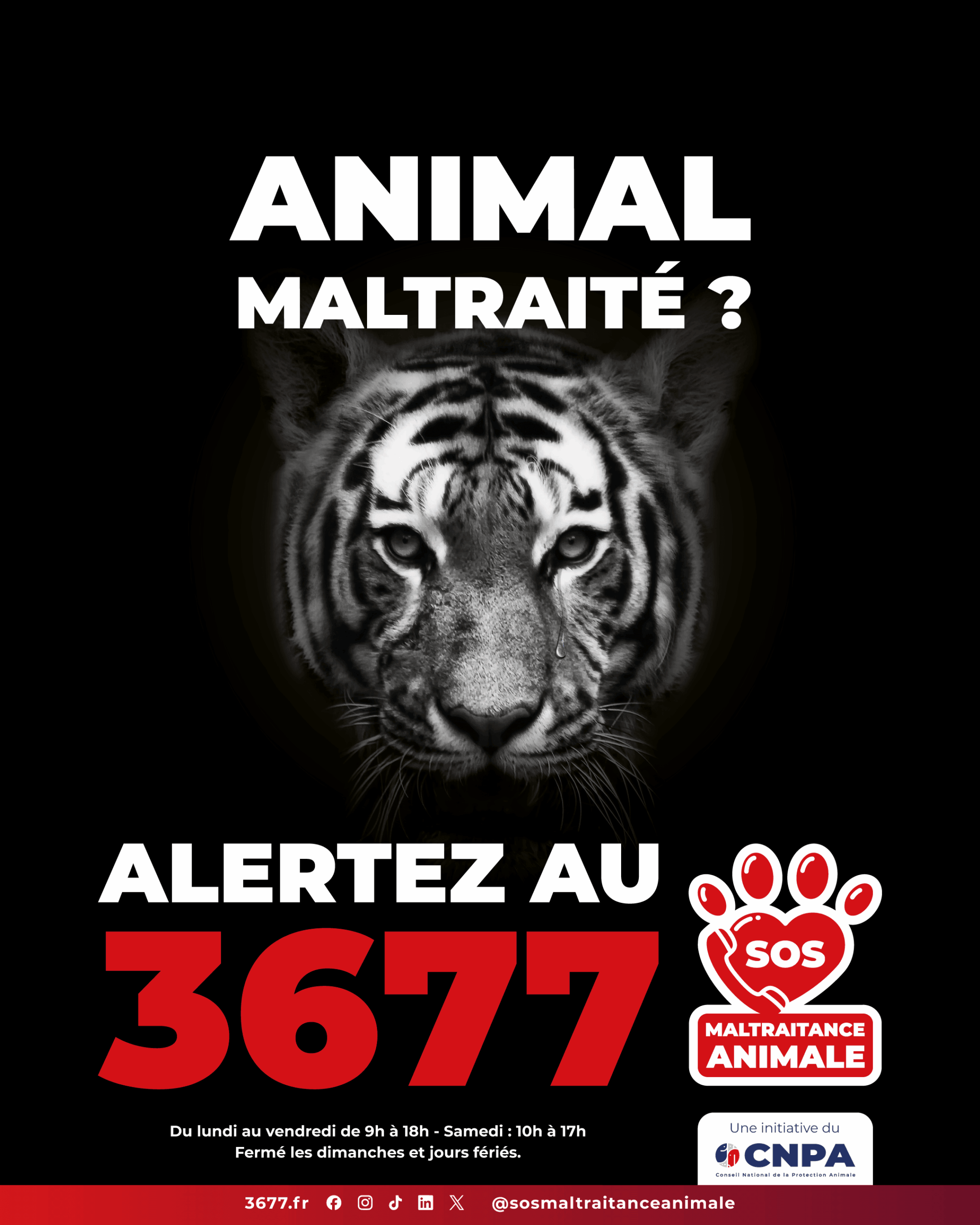 3677-SOS-Maltraitance-Animale-Post-portrait-tigre