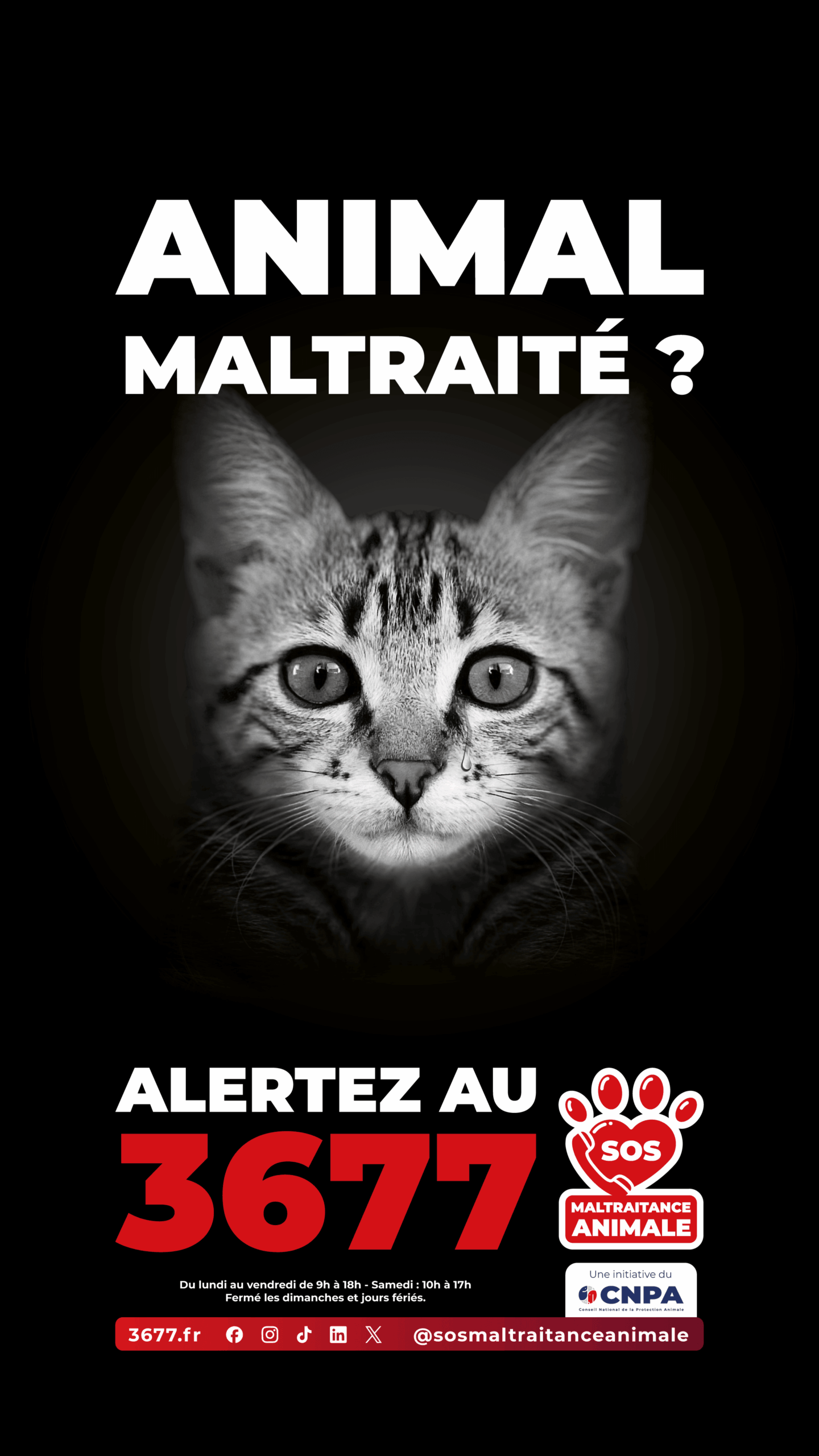 3677-SOS-Maltraitance-Animale-Story-chat