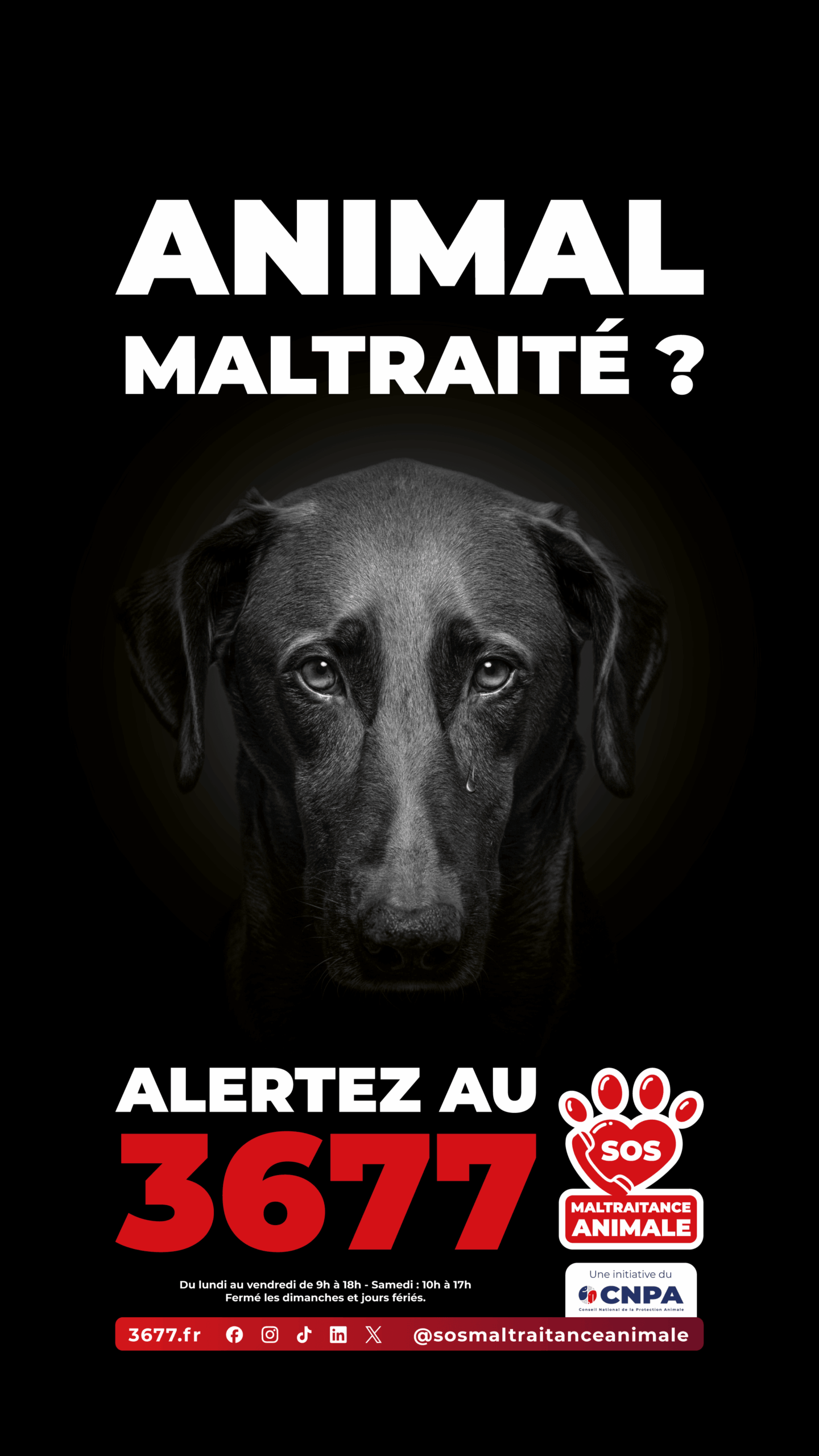 3677-SOS-Maltraitance-Animale-Story-chien