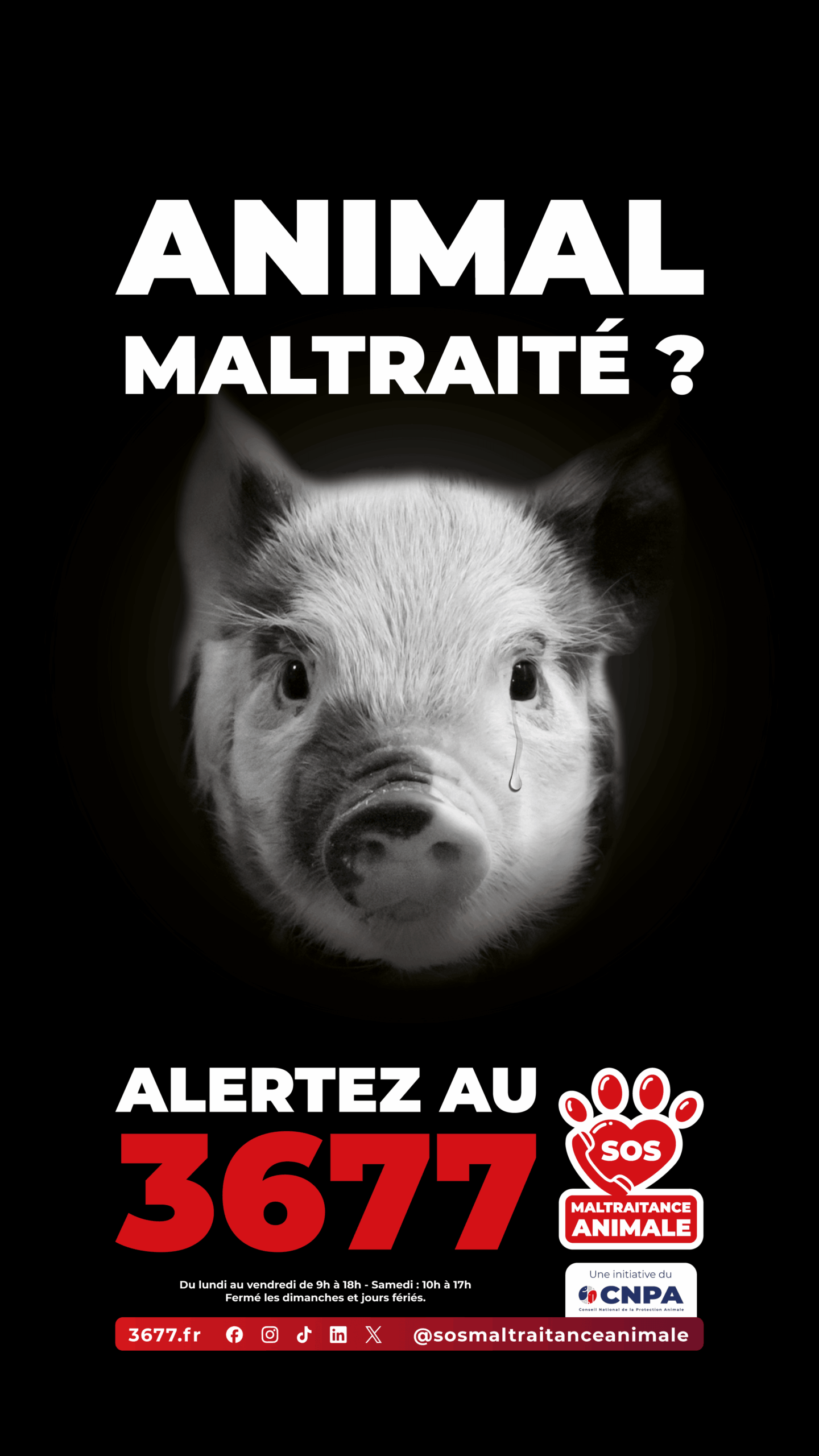 3677-SOS-Maltraitance-Animale-Story-cochon