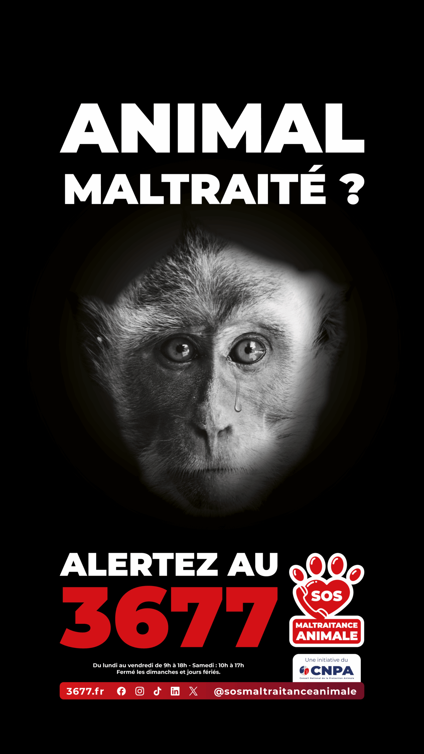 3677-SOS-Maltraitance-Animale-Story-macaque