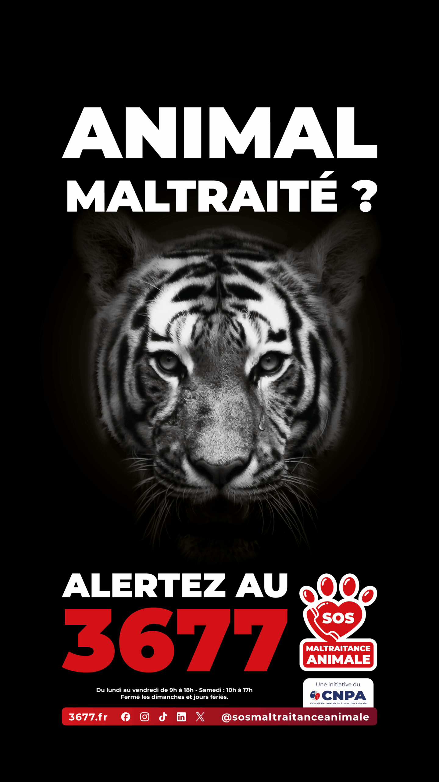 3677-SOS-Maltraitance-Animale-Story-tigre
