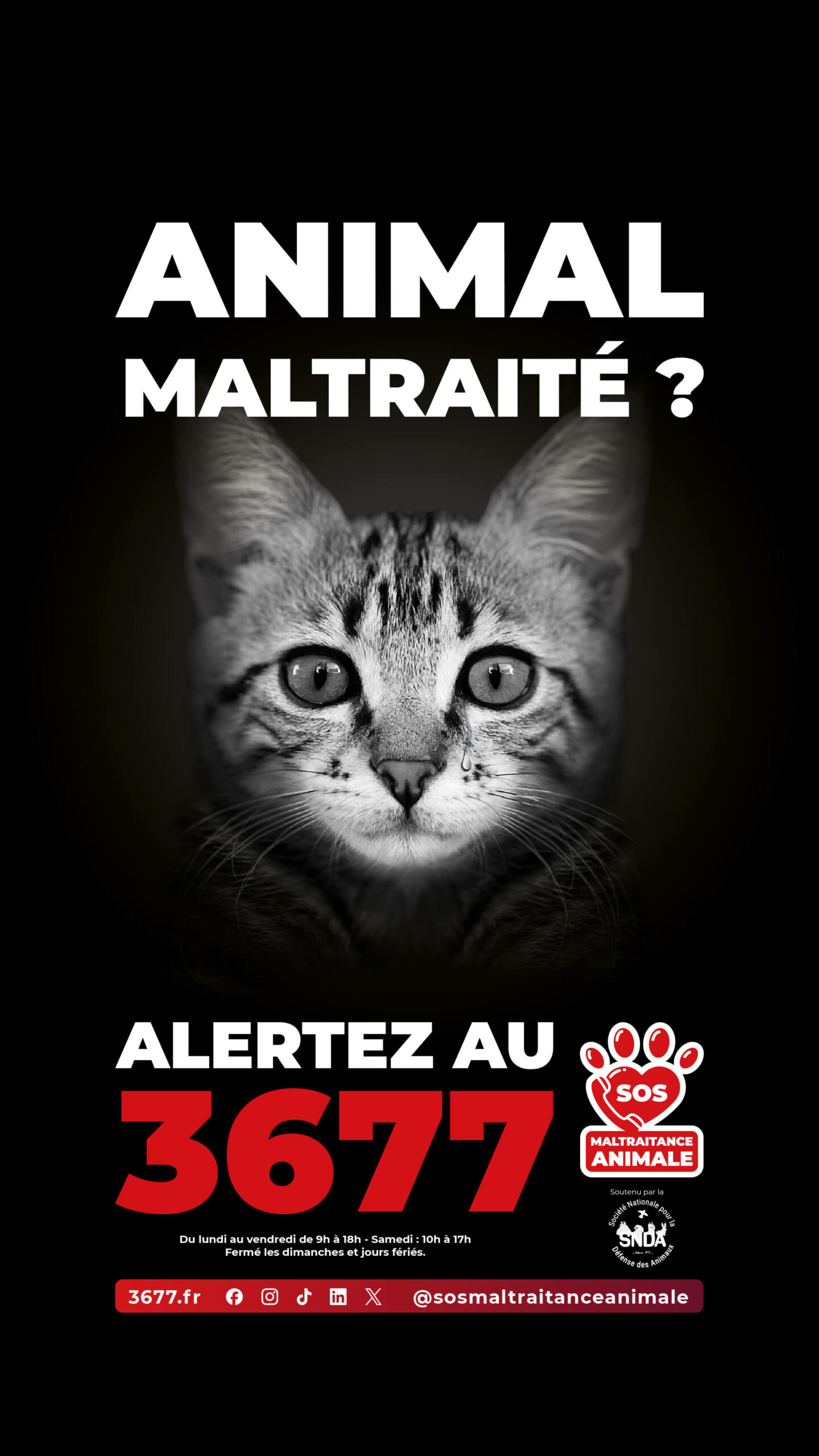 3677-SOS-Maltraitance-Animale-SNDA-post-Story-chat