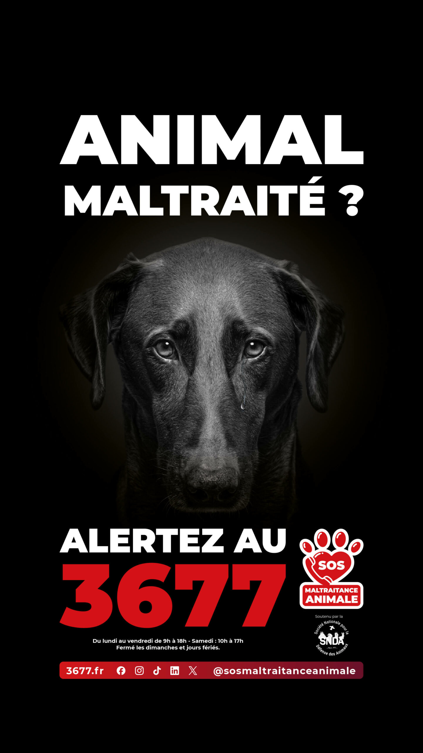 3677-SOS-Maltraitance-Animale-SNDA-post-Story-chien