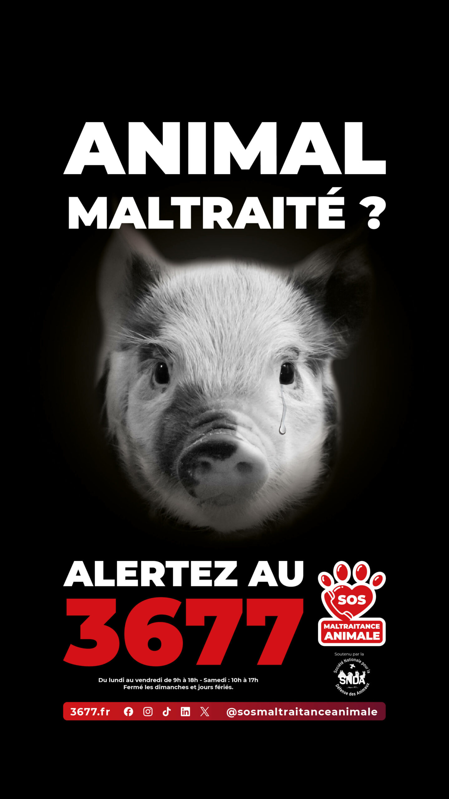 3677-SOS-Maltraitance-Animale-SNDA-post-Story-cochon