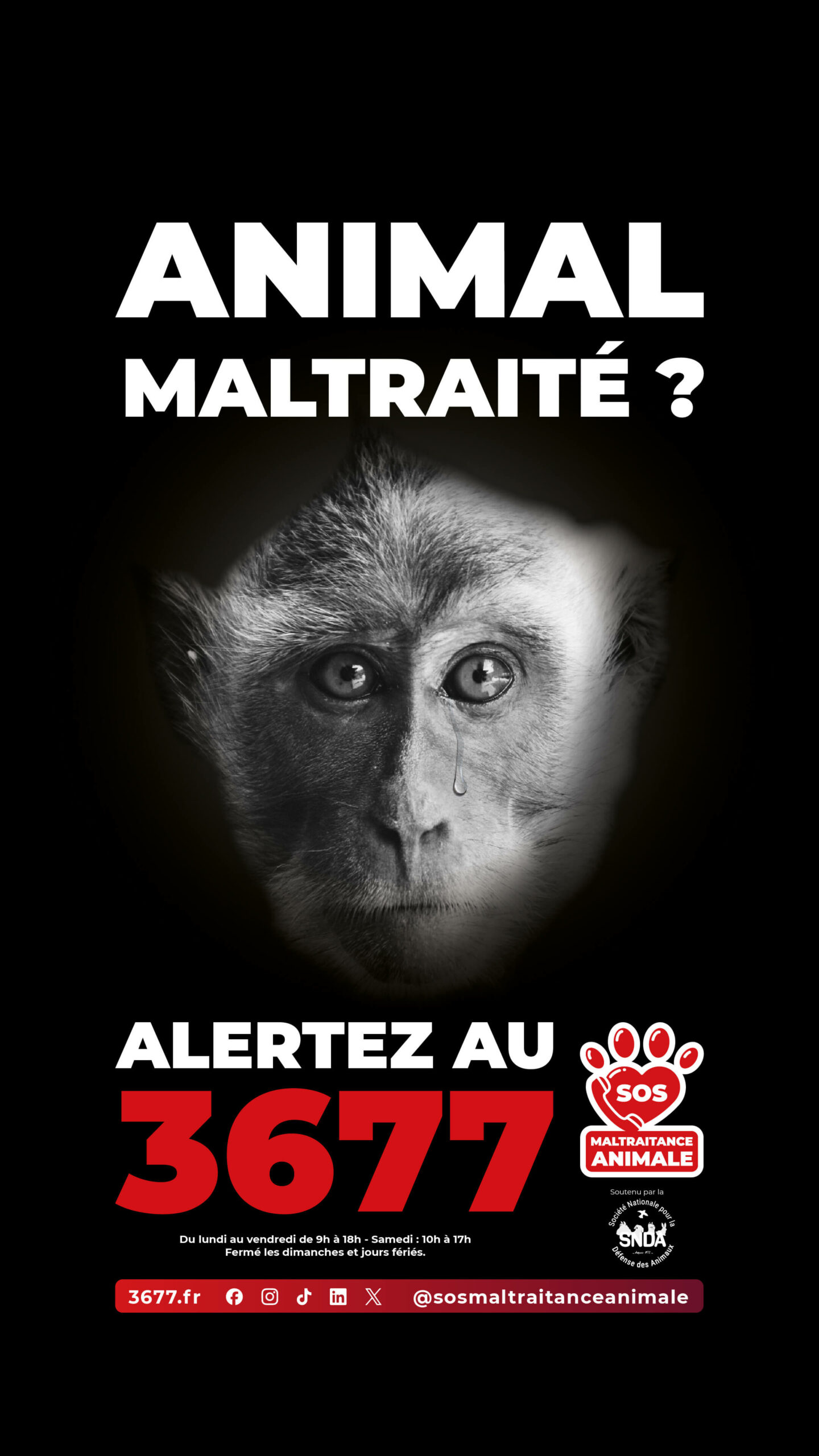 3677-SOS-Maltraitance-Animale-SNDA-post-Story-macaque