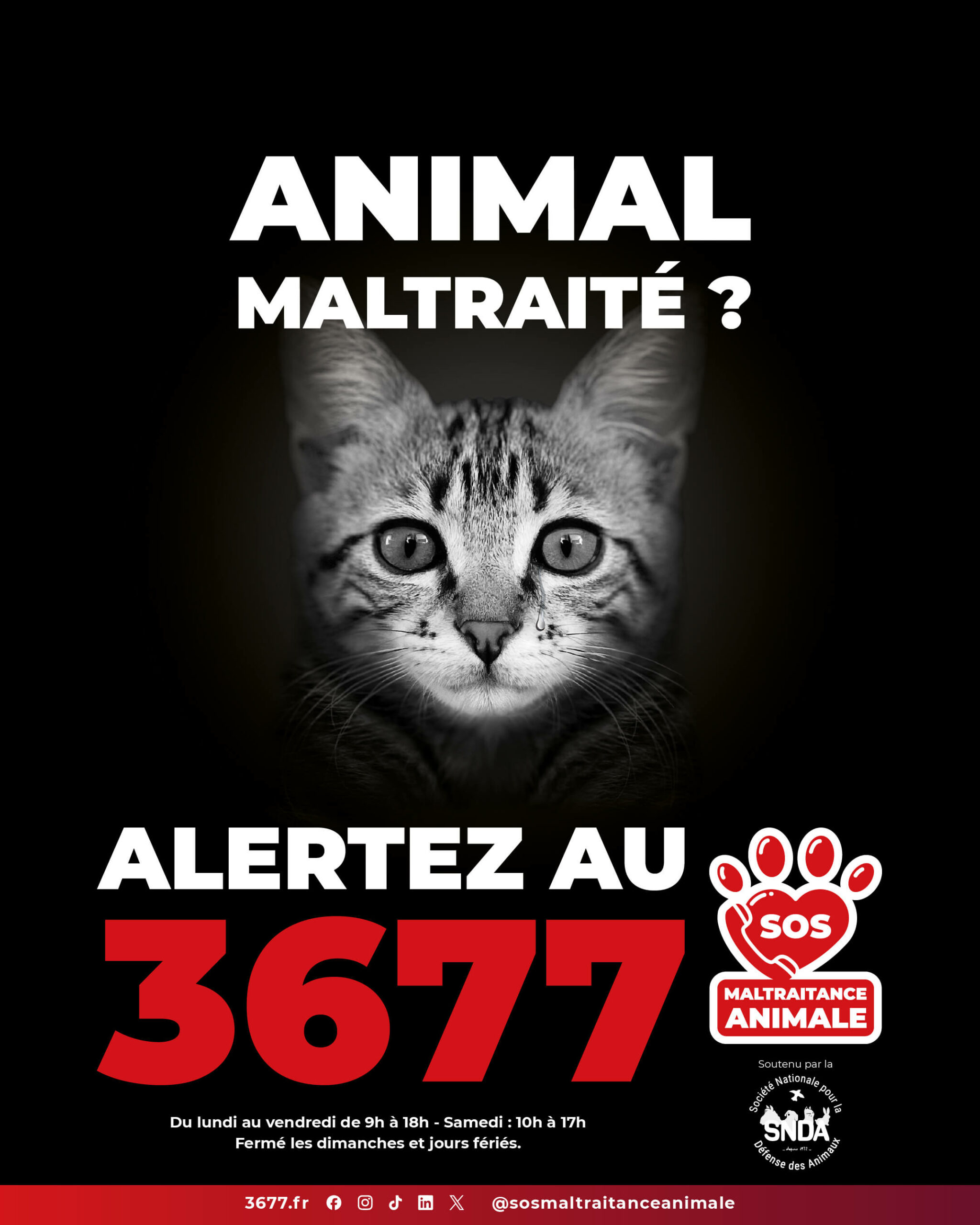 3677-SOS-Maltraitance-Animale-SNDA-post-portrait-chat