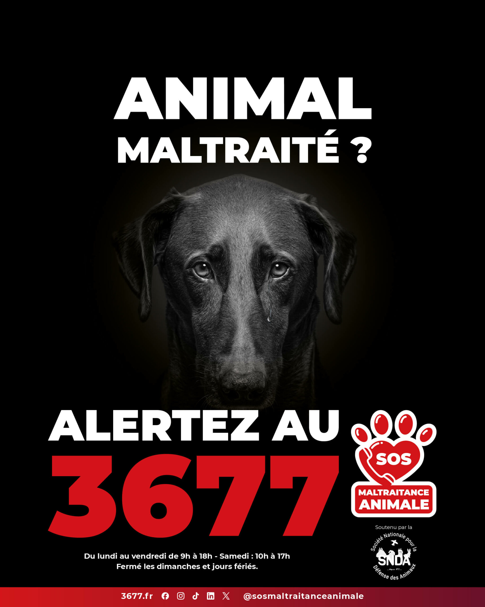 3677-SOS-Maltraitance-Animale-SNDA-post-portrait-chien