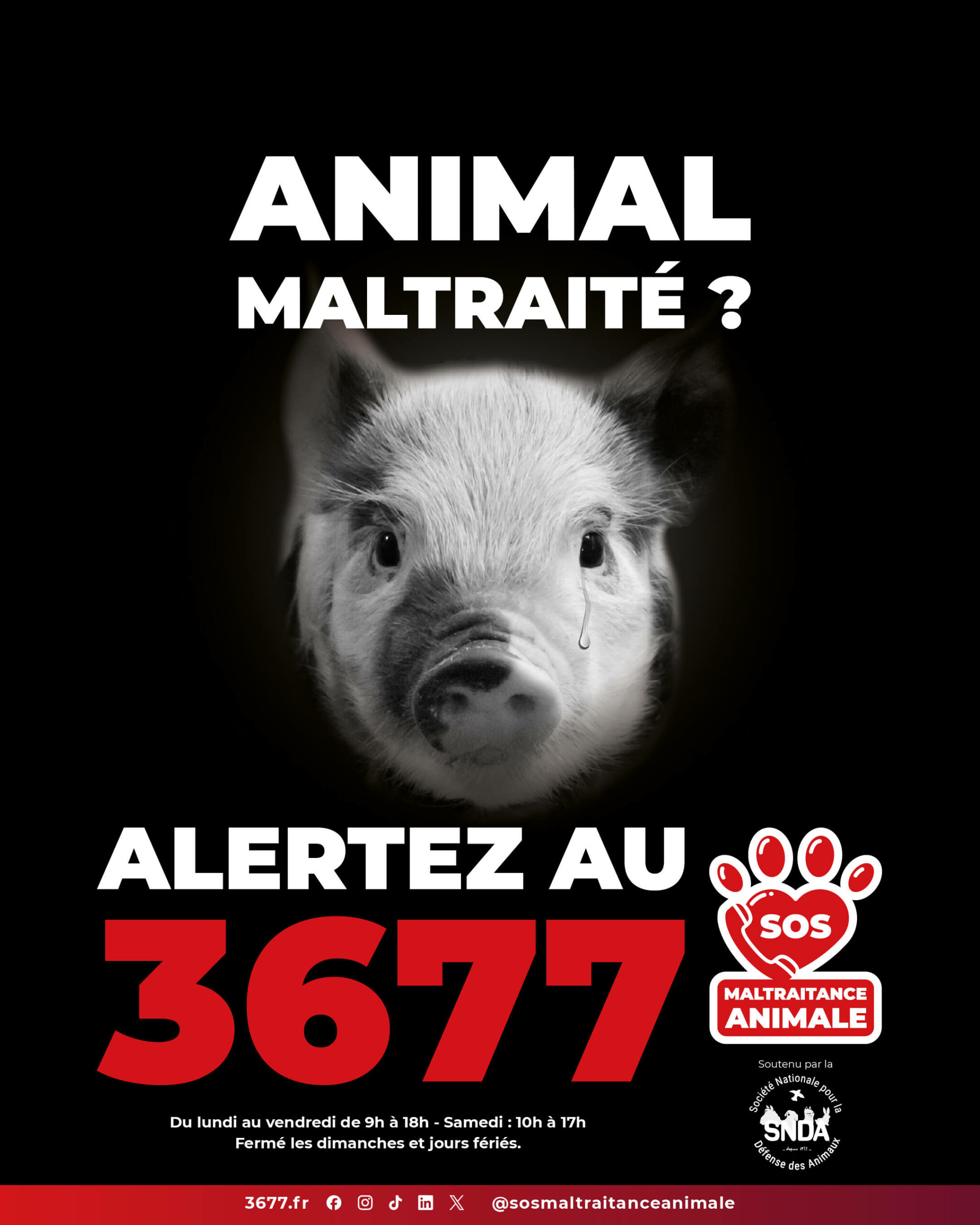3677-SOS-Maltraitance-Animale-SNDA-post-portrait-cochon