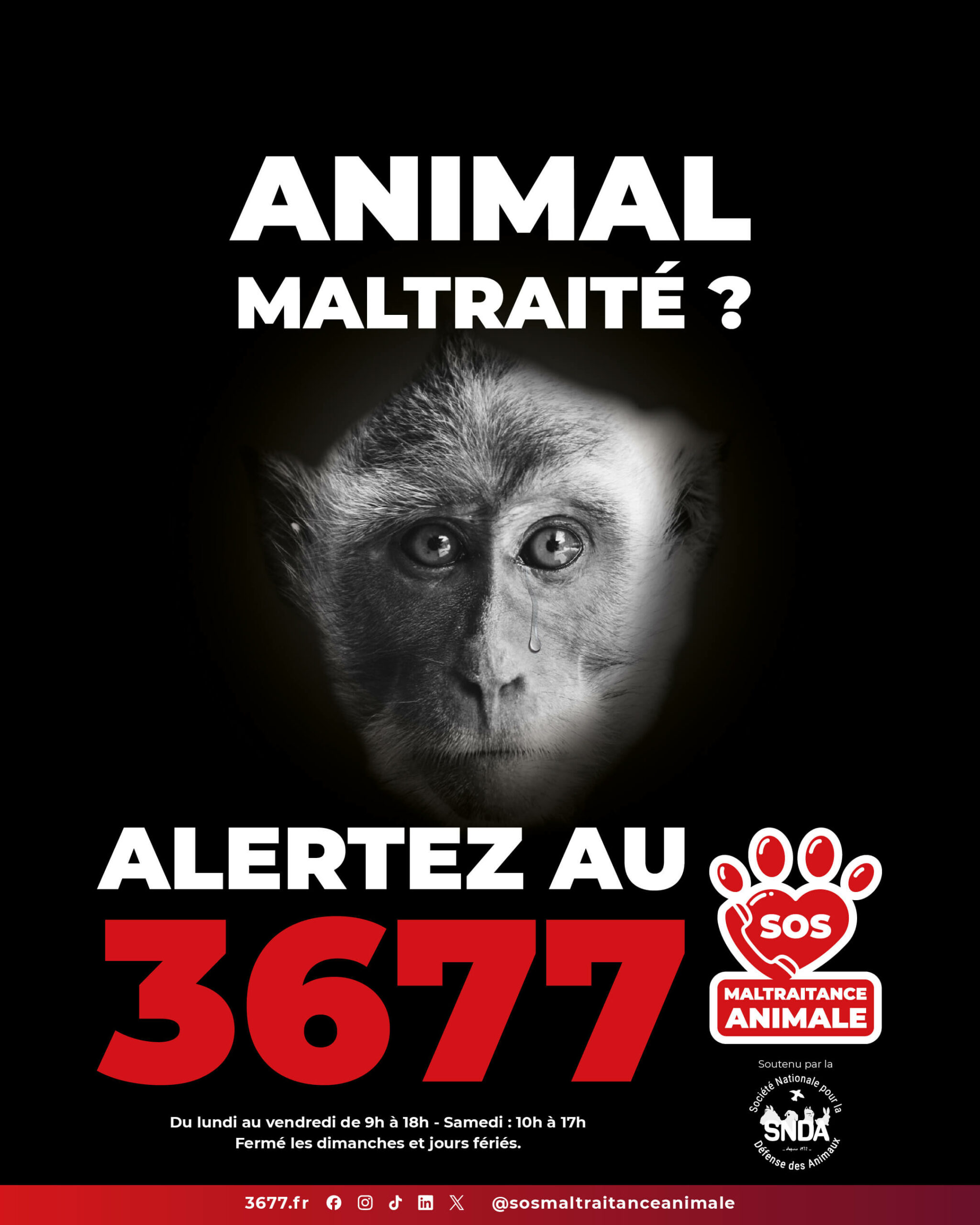 3677-SOS-Maltraitance-Animale-SNDA-post-portrait-macaque