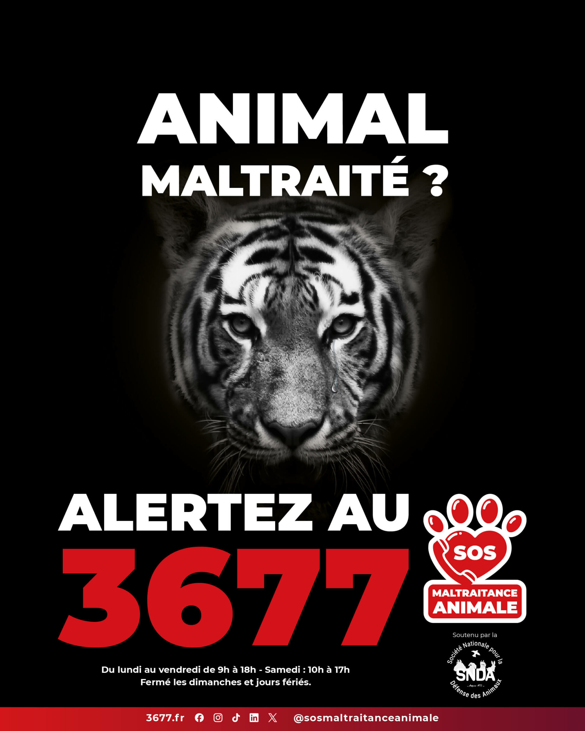 3677-SOS-Maltraitance-Animale-SNDA-post-portrait-tigre